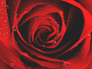 nicy71